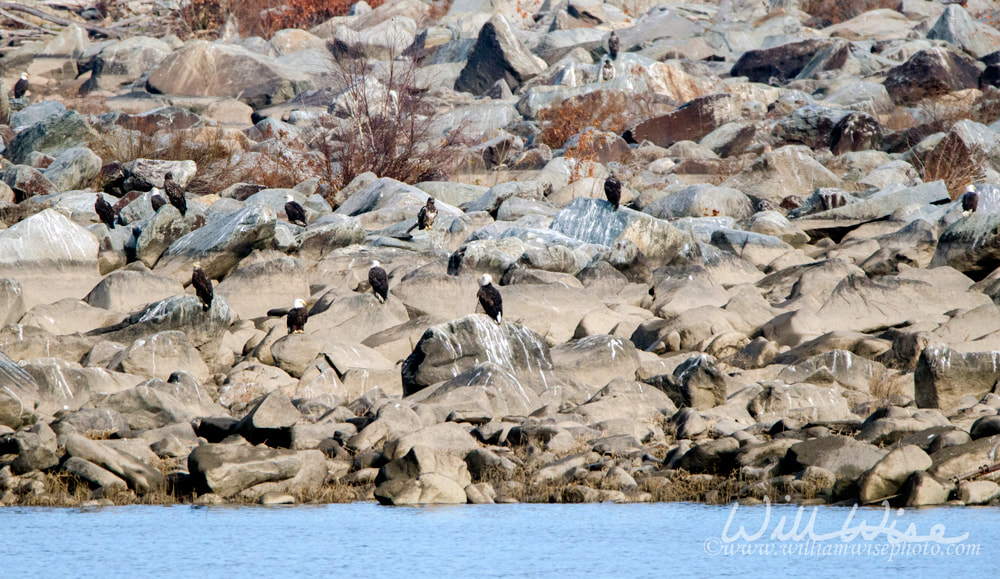 Bald Eagles perched on rocks at Conowingo Dam on the Susquehanna River, Maryland, USA Picture