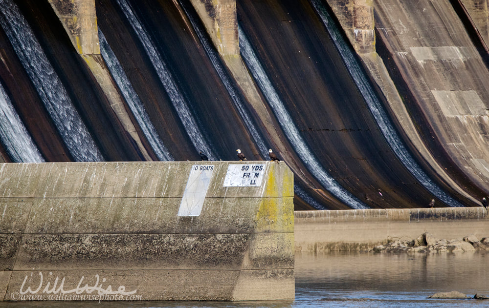 Bald Eagle perched in electrical tower on Conowingo Dam on the Susquehanna River, Maryland, USA Picture