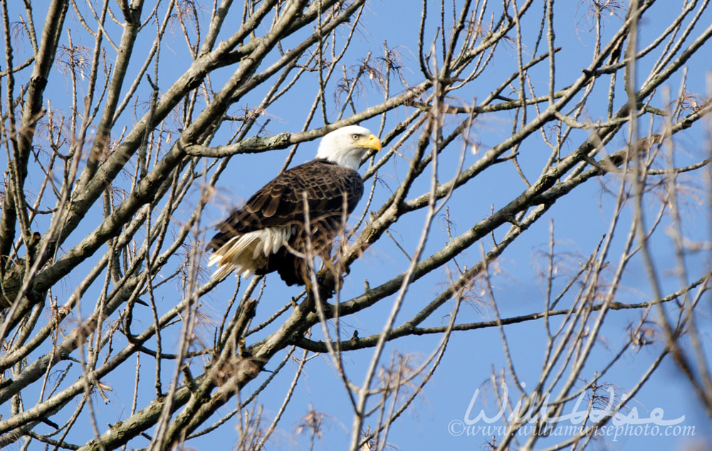 Bald Eagle perched in tree on Conowingo Dam on the Susquehanna River, Maryland, USA Picture