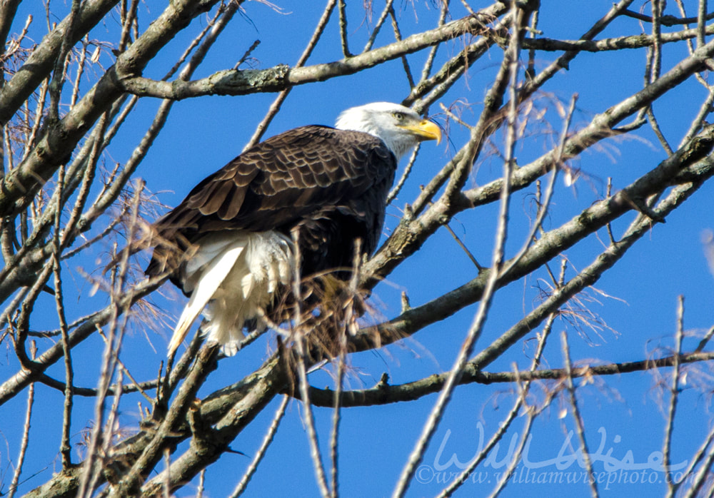 Bald Eagle perched in tree on Conowingo Dam Picture