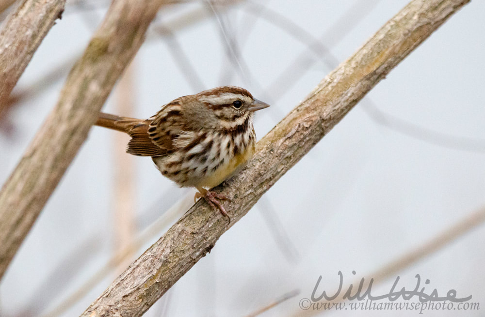 Winter fog Song Sparrow songbird perched in tree, Monroe, Georgia, USA Picture