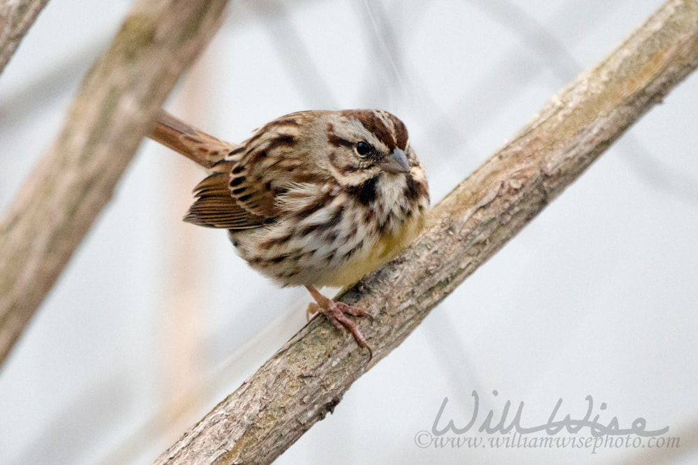 Winter fog Song Sparrow songbird perched in tree, Monroe, Georgia, USA Picture