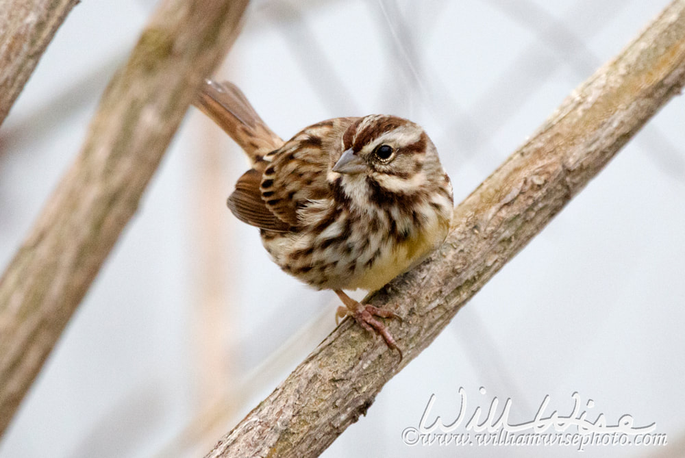 Winter fog Song Sparrow songbird perched in tree, Monroe, Georgia, USA Picture