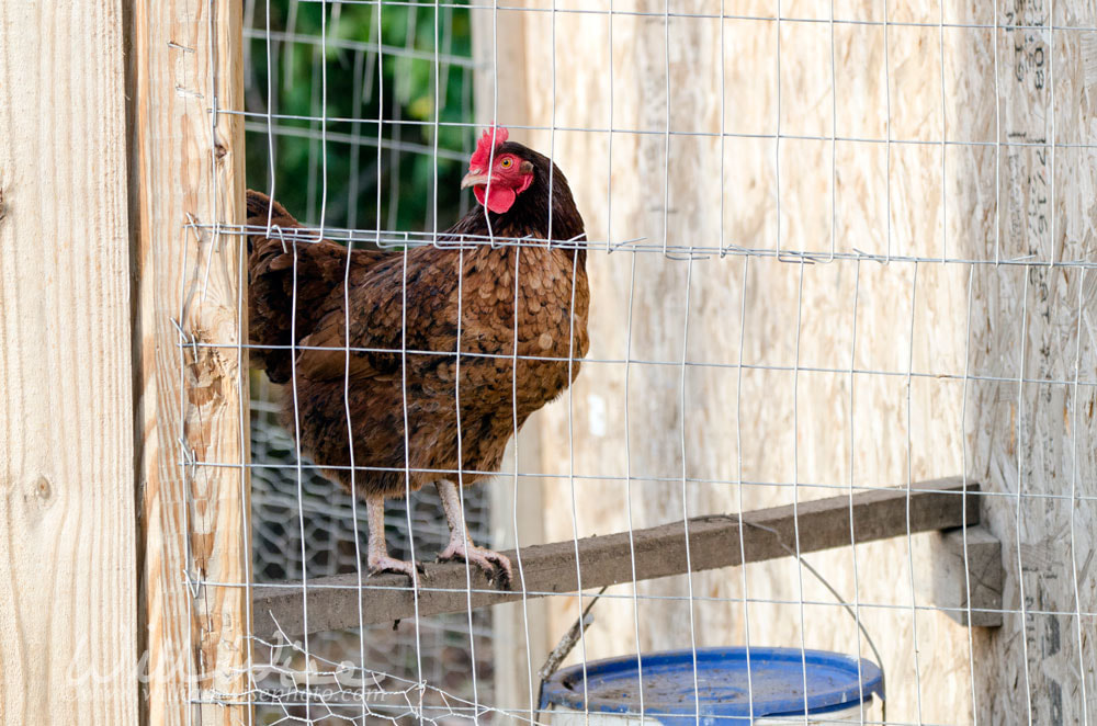 Chicken Hen in coop Picture