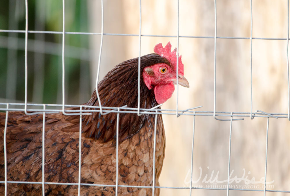 Chicken Hen in coop Picture