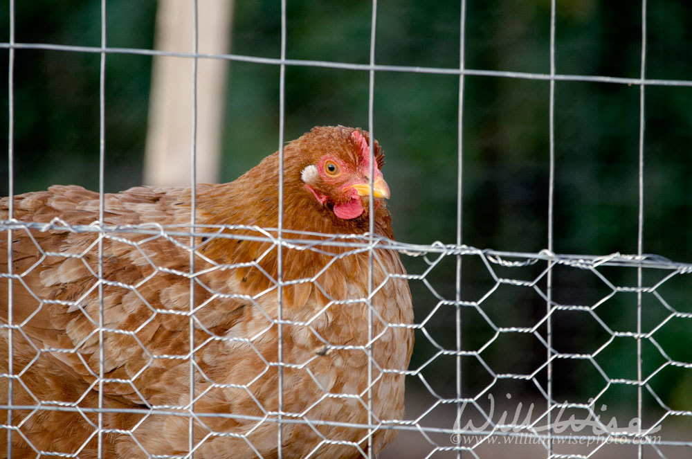 Red hen in chicken coop Picture