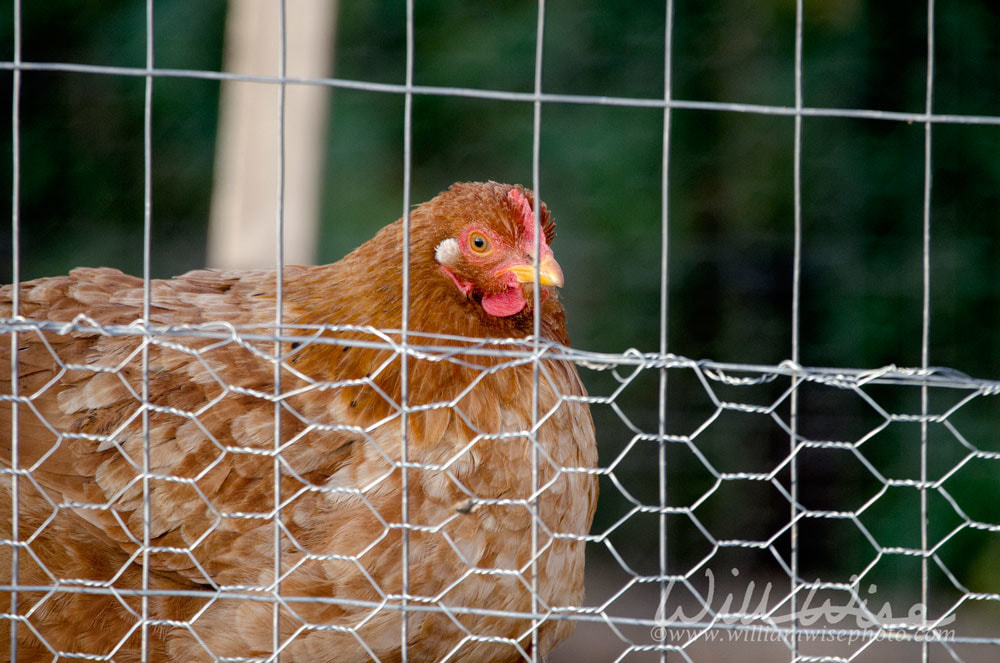 Chicken Hen in coop Picture
