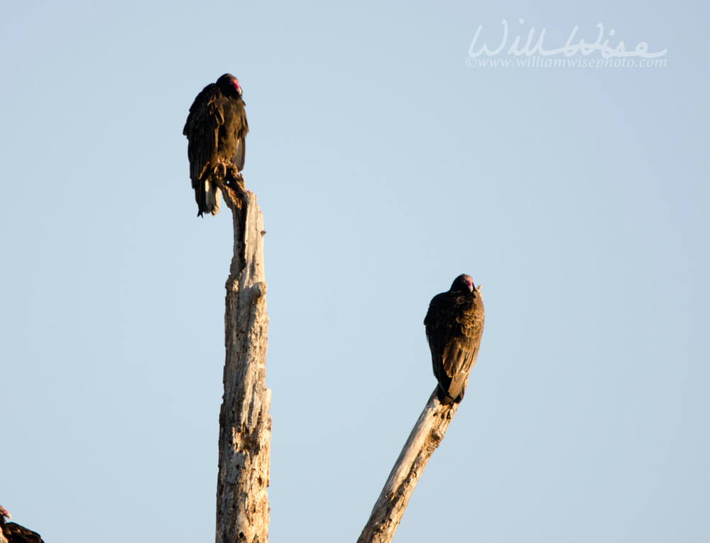 Turkey Vulture Roosting in tree in winter sunrise, Georgia, USA Picture