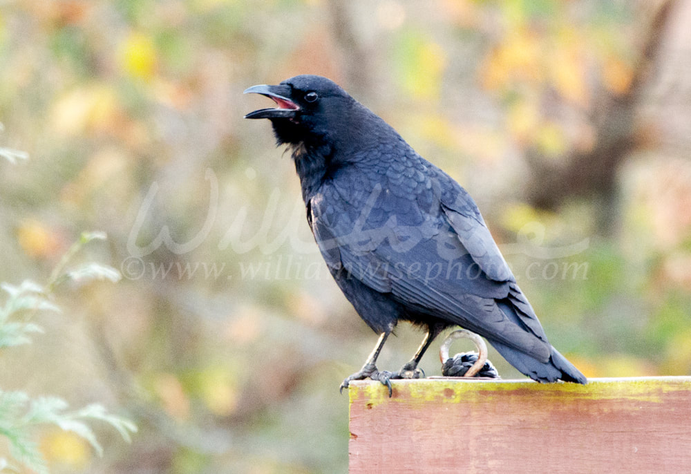 Black American Crow, Georgia, USA Picture