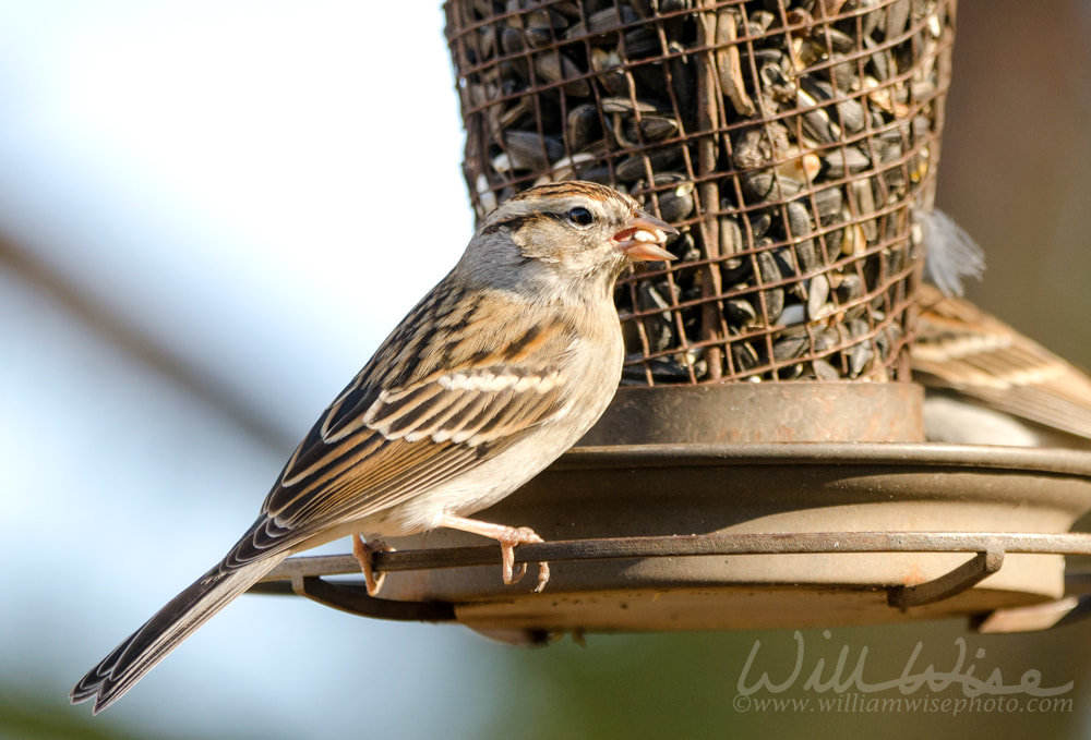 Chipping Sparrow birds at sunflower bird feeder, Athens, Georgia, USA Picture