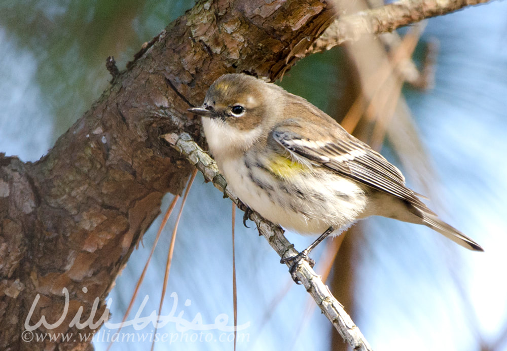 Yellow-rumped Warbler songbird, Athens, Georgia USA Picture
