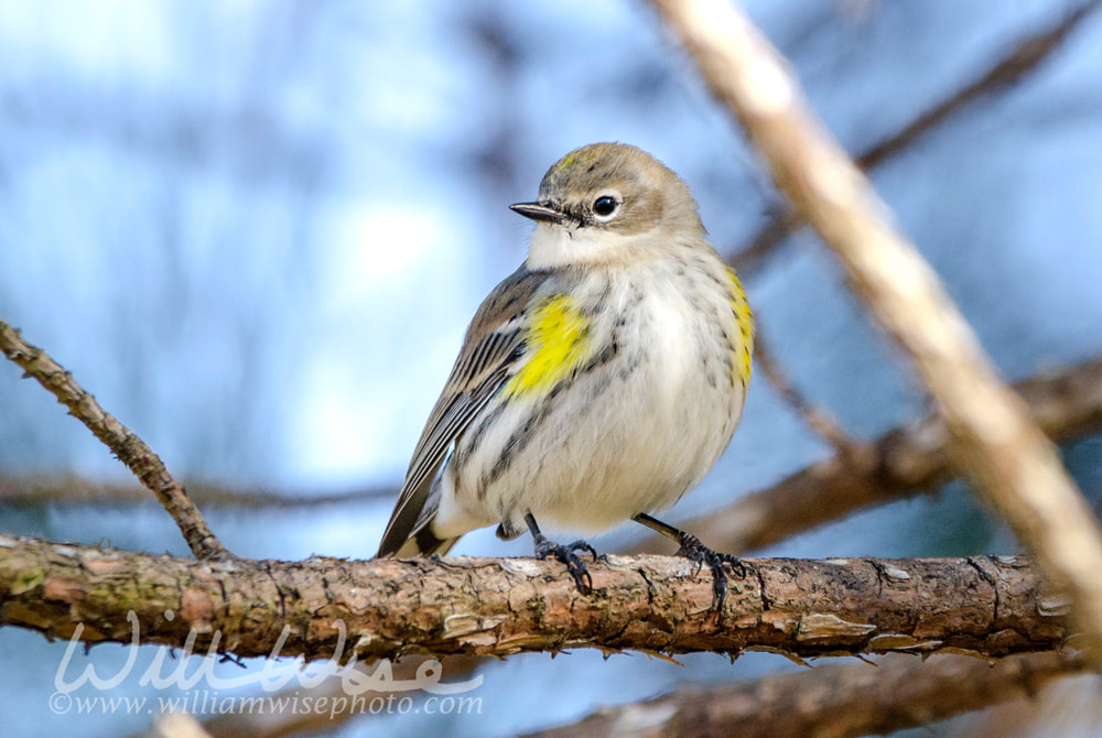 Yellow Rumped Warbler Bird Picture
