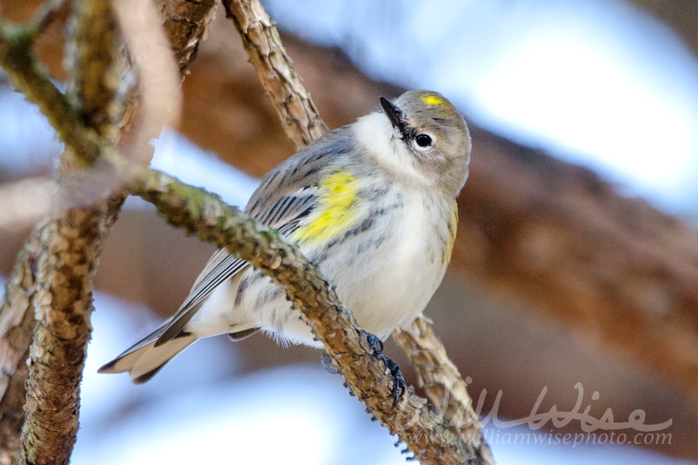 Yellow-rumped Warbler songbird, Athens, Georgia USA Picture