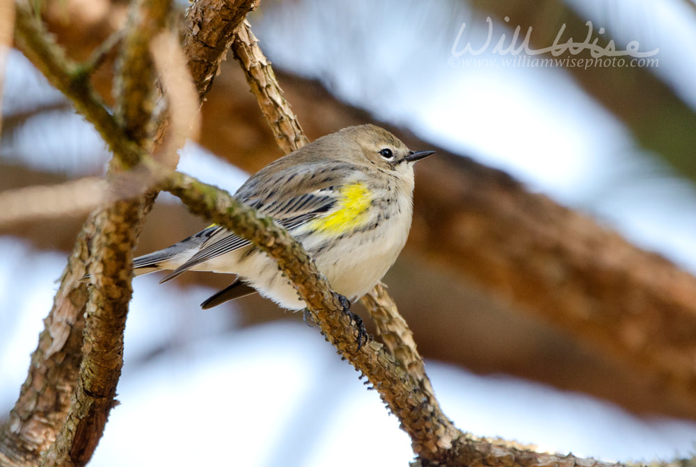 Yellow-rumped Warbler songbird, Athens, Georgia USA Picture