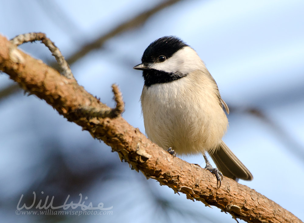 Carolina Chickadee Picture