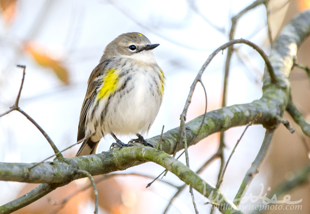 Yellow-rumped Warbler songbird, Athens, Georgia USA Picture