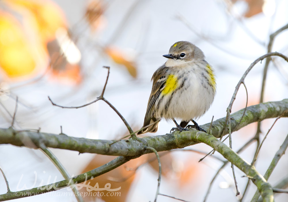 Yellow-rumped Warbler songbird, Athens, Georgia USA Picture