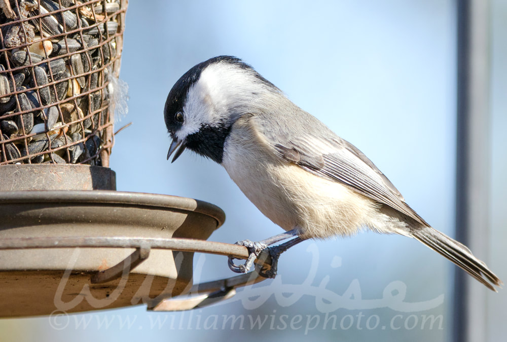 Carolina Chickadee at sunflower bird feeder, Athens, Georgia USA Picture