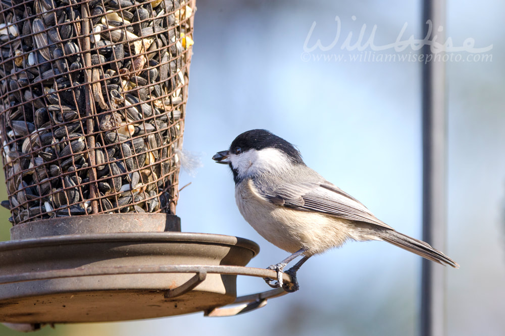 Carolina Chickadee at sunflower bird feeder, Athens, Georgia USA Picture