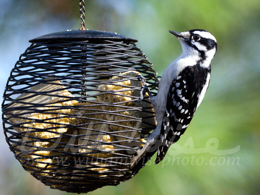 Downy Woodpecker bird at suet feeder, Athens, Georgia, USA Picture