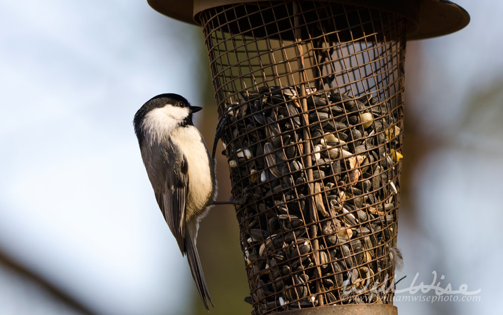 Carolina Chickadee at sunflower bird feeder, Athens, Georgia USA Picture