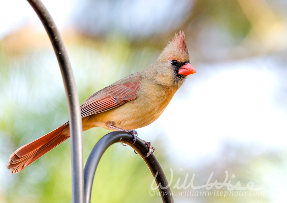 Female Northern Cardinal bird on perch, Athens, Georgia, USA Picture