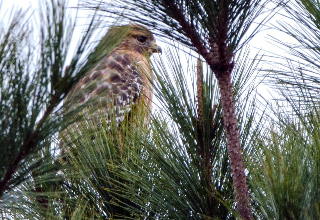 Red-shouldered Hawk Picture