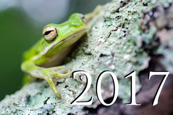 Green Tree Frog Picture