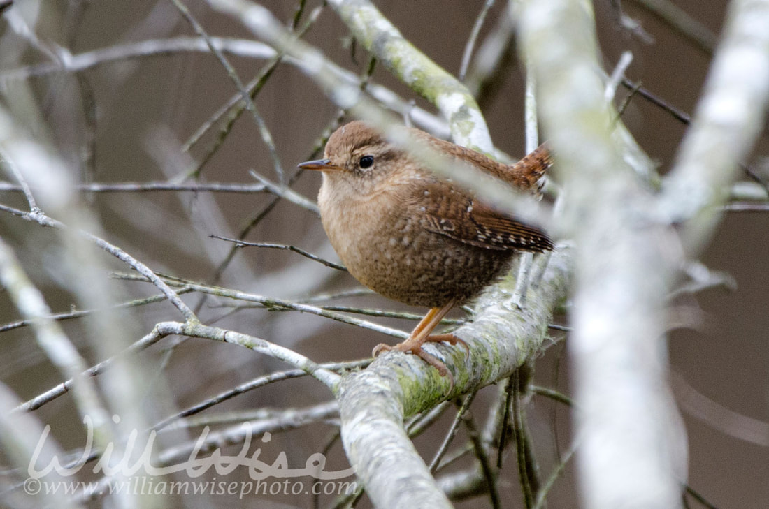 Winter Wren Picture