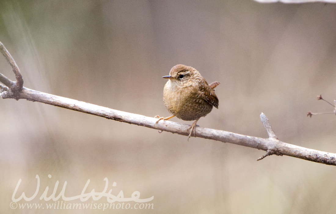 Winter Wren songbird, Georgia, USA Picture