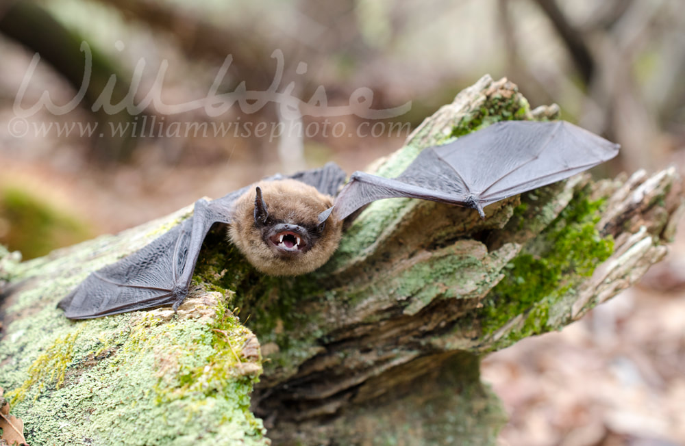 Brown Bat teeth and fangs, Georgia Picture