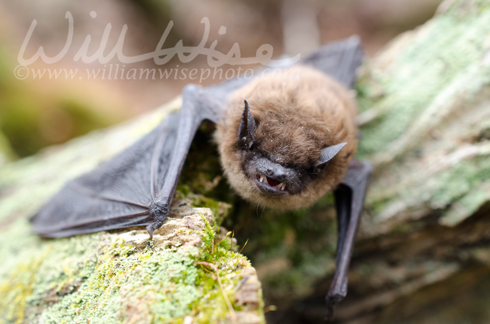 Brown Bat teeth and fangs, Georgia Picture