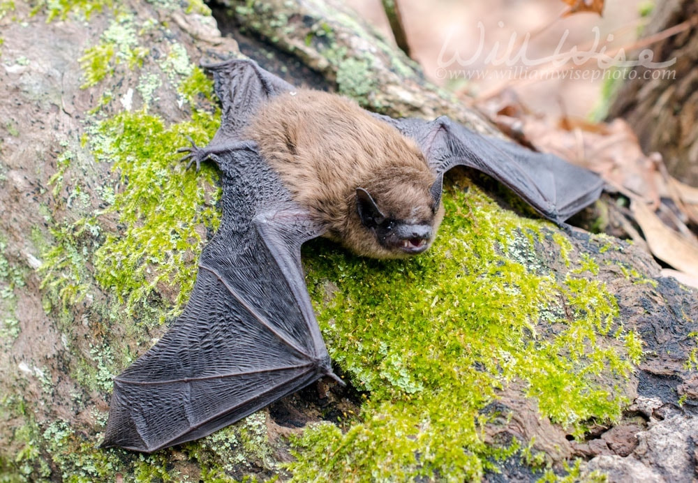 Brown Bat teeth and fangs, Georgia Picture