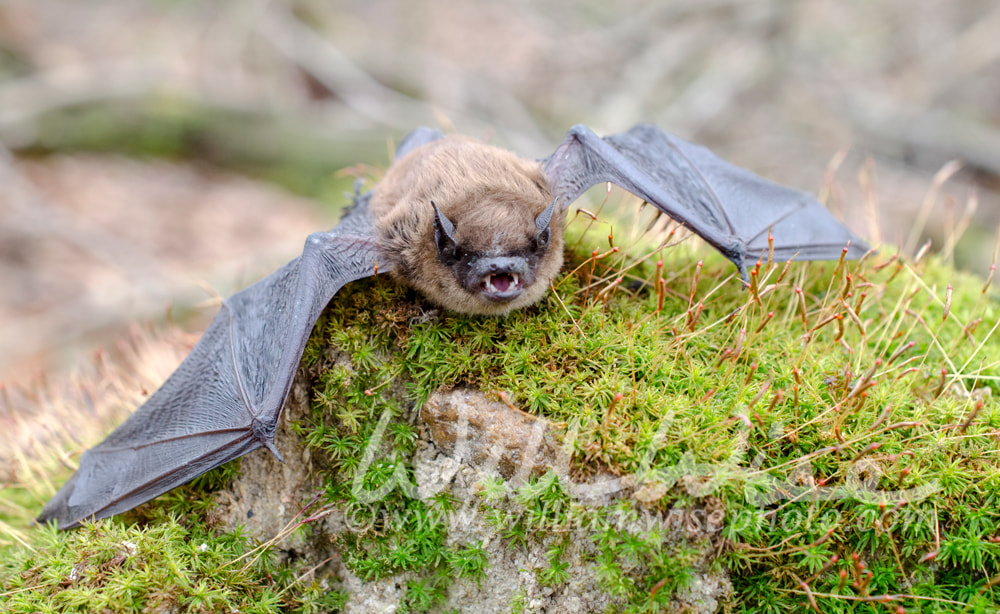 Brown Bat teeth and fangs, Georgia Picture