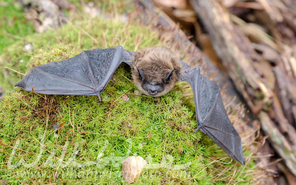 Brown Bat wings, Georgia USA Picture