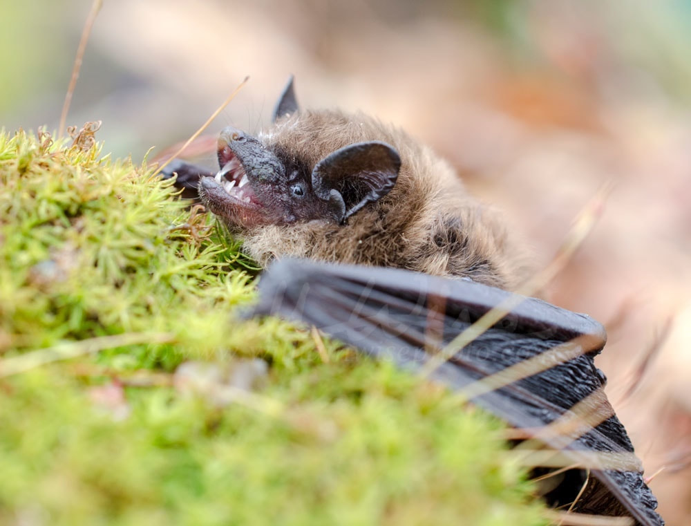 Brown Bat teeth and fangs, Georgia Picture