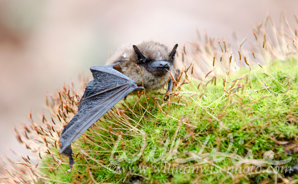 Brown Bat wings, Georgia USA Picture