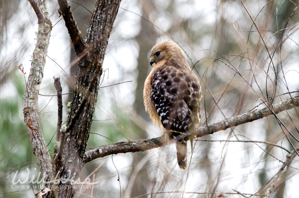 Red-shouldered Hawk perched on branch, Georgia USA Picture