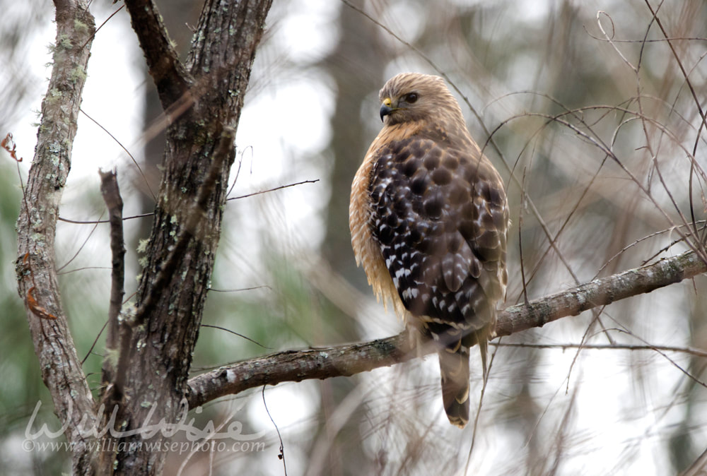 Red-shouldered Hawk perched on branch, Georgia USA Picture