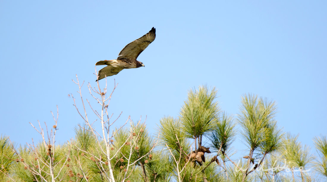 Red-tailed Hawk soaring in flight, Georgia USA Picture