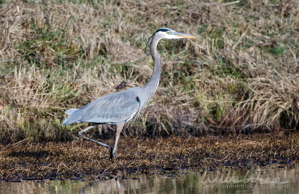 Great Blue Heron, Georgia USA Picture