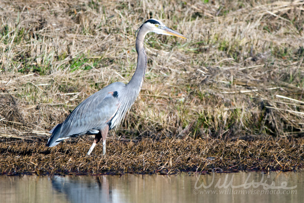 Great Blue Heron, Georgia USA Picture