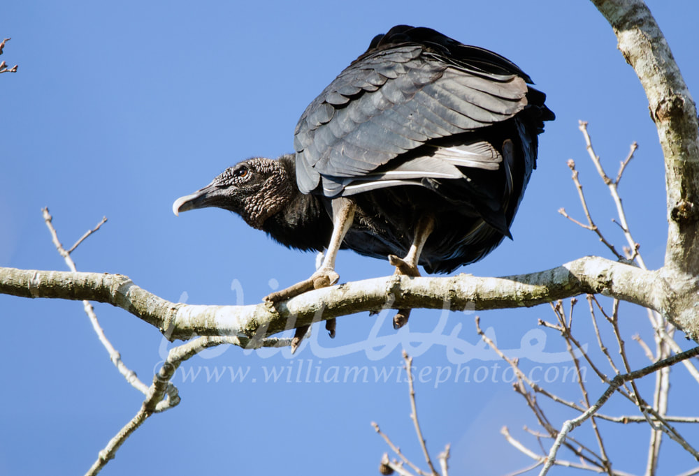 Black Vulture Picture