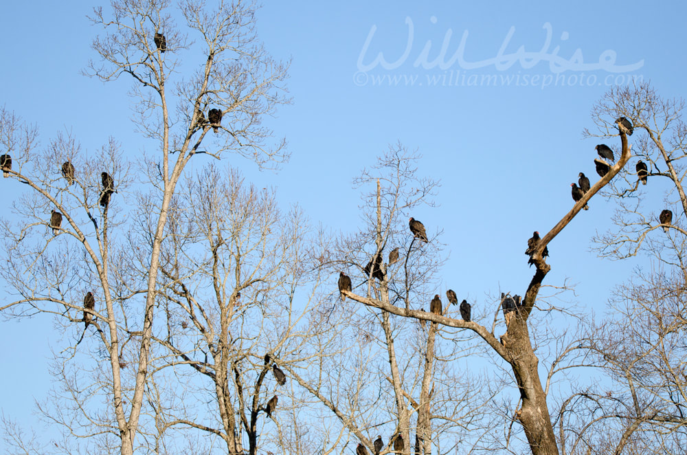 Turkey Vulture and Black Vulture Roost, Georgia, USA Picture