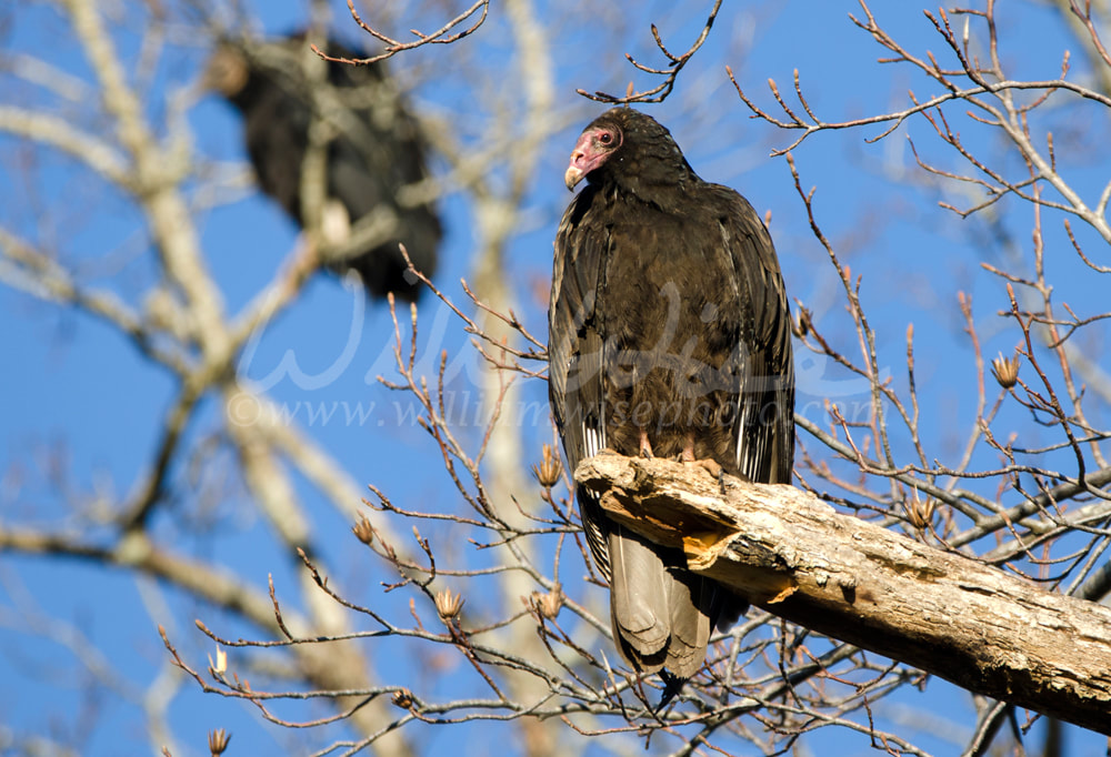 Turkey Vulture Roost, Georgia, USA Picture