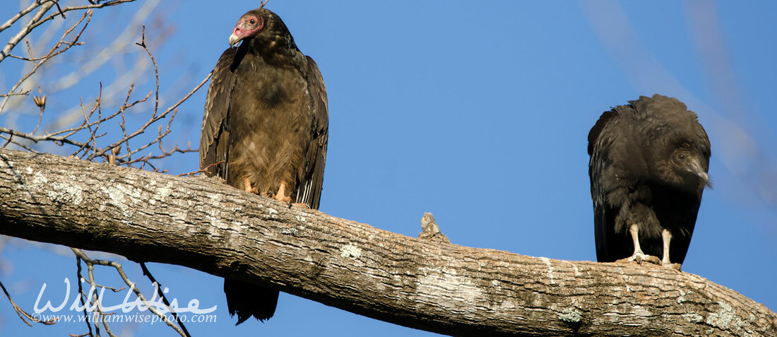 Turkey Vulture and Black Vulture Roost, Georgia, USA Picture