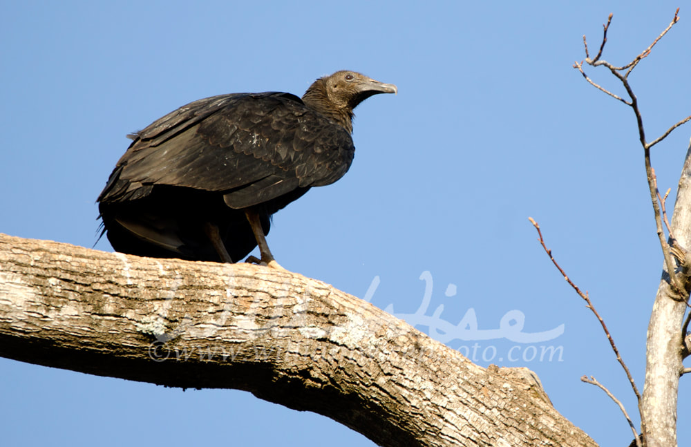 Black Vulture Picture