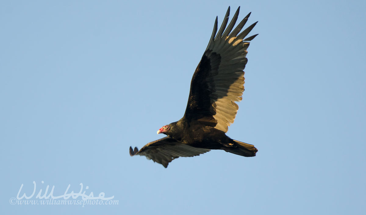 Soaring Turkey Vulture, Georgia, USA Picture