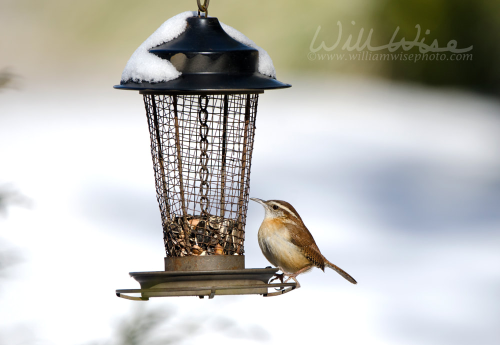 Carolina Wren songbird on snow covered bird seed feeder, Georgia, USA Picture