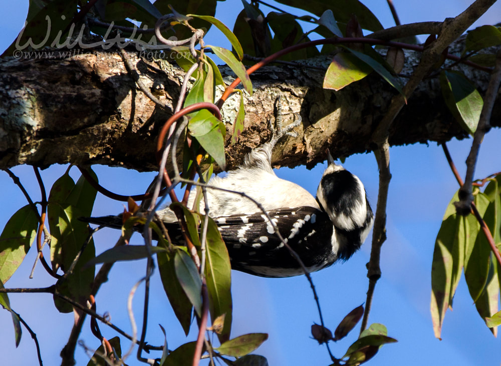 Downy Woodpecker bird hammering branch, Georgia USA Picture